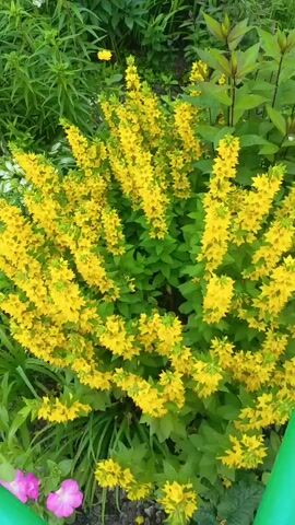 This media file is a short video clip showing a close-up view of a lush green garden filled with bright yellow flowers. The flowers are densely packed, creating a vibrant and cheerful display. In the foreground, two pink flowers are visible, adding a touch of contrast to the yellow blooms. The background consists of various green plants and foliage, suggesting a natural, outdoor setting.

The camera is positioned slightly above the plants, looking down at an angle. The lighting appears to be natural daylight, casting soft shadows and highlighting the colors of the flowers. The overall impression is one of a beautiful and flourishing garden.

There are no people or specific objects other than the plants and flowers. The activity taking place is simply the display of the garden's flora. Notable details include the abundance of yellow flowers, the presence of pink flowers in the foreground, and the rich green foliage surrounding them. The time of day seems to be daytime, and the weather appears to be pleasant, conducive to outdoor growth.

The location context provided is Bolshoy Kamen, Russia. While there are no explicit visual cues in the video to confirm this location, the description of a garden in bloom is consistent with the climate and natural environment of such a place. There is no visible text within the media file. The emotions evoked are likely those of joy, tranquility, and appreciation for nature's beauty.