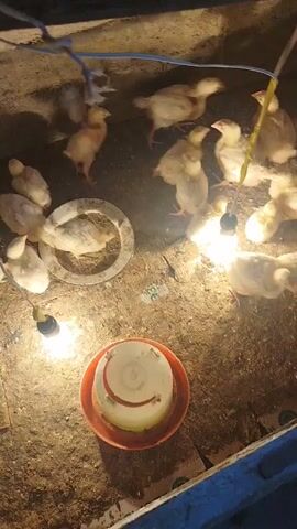 A flock of small, fluffy yellow chicks are clustered together in a confined, dimly lit enclosure. The floor is covered with loose bedding material, possibly straw or wood shavings, with some scattered feed. Several heat lamps, emitting a warm glow, hang from wires, providing light and warmth for the chicks. A red and white chick feeder is visible in the foreground, its center spiral design creating a distinct pattern. Some chicks are gathered around the feeder, while others are scattered throughout the enclosure, some appearing to peck at the ground or huddle near the heat lamps. The background is out of focus but appears to be a wall constructed of stacked bricks. The overall impression is of a nursery or brooding area for young poultry.