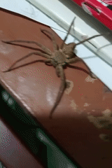 Indoor scenes capture spider, fish, and mobile decorations