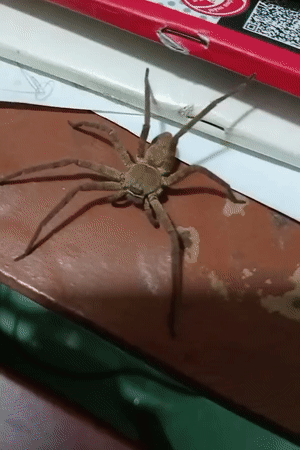 Indoor scenes capture spider, fish, and mobile decorations