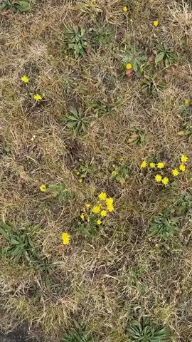 The video captures an overhead shot of a patch of ground in Reading, United Kingdom, predominantly covered in dry, light brown grass. Scattered throughout the grass are small clusters of green weeds and numerous small yellow flowers, resembling dandelions or similar species. The camera slowly zooms in on a cluster of these yellow flowers, revealing their star-like petals. The overall scene suggests a natural, unkempt grassy area, possibly a lawn or roadside verge, with new growth emerging among the dormant or dried grass. No people or objects are visible, and there is no discernible text.