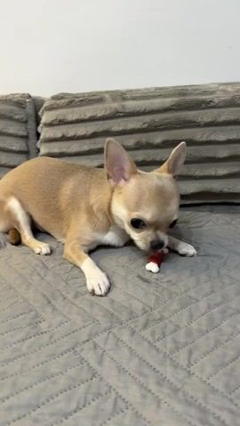 A small, tan Chihuahua dog is lying on a grey couch, chewing on a small, bone-shaped dog treat. The dog's ears are perked up, and its eyes are focused on the treat. The couch has a textured fabric and is positioned against a wall. The lighting suggests it is daytime. The dog appears content and engaged with its treat. There is no visible text in the image.