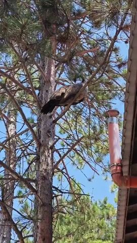 The video captures two peacocks in an outdoor setting during the daytime under a clear blue sky.

Initially, a peacock is seen perched high on a branch of a large pine tree. Its body appears mottled brown and grey, blending somewhat with the tree's bark and needles. The camera then pans downwards, revealing a second peacock (or possibly the same one that moved) resting on the wooden railing of a house's balcony or porch. This peacock is seen from the back, displaying its iridescent blue body and long, flowing tail feathers.

The house is constructed primarily of wood, with a visible wooden roof and a sturdy wooden railing. An orange-colored pipe, possibly a drainpipe or a chimney flue, runs down the side of the house, attached below the roofline. An outdoor air conditioning unit, with the word "AUX" visible on its side, is also mounted on the wooden exterior of the building. The background is dominated by lush green pine trees, suggesting a natural or semi-rural environment. The bright sunlight indicates good weather.