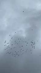 Large bird flock displays aerial formations over Buenos Aires