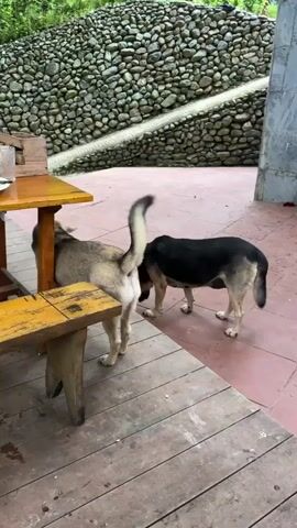 The video shows two dogs on a patio. One dog, a German Shepherd, is in the foreground, moving from left to right. Another dog, also a German Shepherd, is partially visible behind a table on the left. A person's legs and torso are visible in the center of the frame. The person is wearing dark shorts and a dark top. The person's right hand is extended towards the camera. Two red fire extinguishers are visible on a wall in the background. The environment appears to be an outdoor patio with tiled flooring and a stone wall.