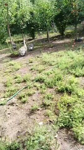 A video shows four geese walking in a yard. The geese are light brown and white. They are walking away from the camera. There are trees in the background. The ground is covered in dirt and grass. A green hose is visible in the foreground.