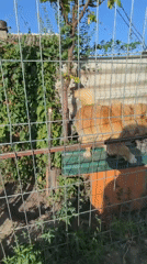 Backyard animals and an e-bike ride in Ceadîr-Lunga