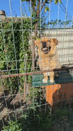Backyard animals and an e-bike ride in Ceadîr-Lunga