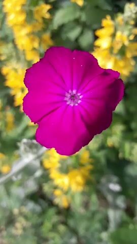 A close-up shot focuses on a single bright pink flower with five petals that have a slightly ruffled edge. The flower is centered in the frame, with its petals spreading outwards from a darker, purplish center. The background is softly blurred, showing a mix of green foliage and clusters of small yellow flowers. The lighting suggests a bright, sunny day, casting a subtle shadow on the lower left side of the pink flower. The overall impression is one of natural beauty in an outdoor garden setting.