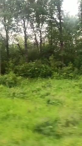 This is a short, shaky video clip filmed from a moving vehicle, likely a car or train, passing through a wooded area. The primary subjects are the dense green foliage and tall trees that line the side of the road or track. Sunlight filters through the leaves, suggesting it is daytime, possibly late afternoon or early evening, with a bright sky visible above the tree line. There are no people or distinct objects clearly visible, other than a solitary, thin pole that appears to be a utility pole, standing amongst the trees. The scene is rural and natural, with lush vegetation dominating the frame. The motion blur indicates movement, and the lack of clear focus or stable imagery prevents specific details about the terrain or types of trees from being identified. The overall impression is one of a scenic drive through a verdant, somewhat overgrown natural landscape in Russia, given the location context.