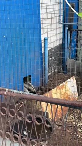 A bird walks out of a blue metal structure through a small opening in the bottom left of the frame. The bird is brown and white. The ground is covered in dirt and dry leaves. A rusty metal fence with ornate circular cutouts is in the foreground. A metal container with water and white objects is partially visible in the fence. Behind the blue structure is a white brick wall. The scene appears to be outdoors.