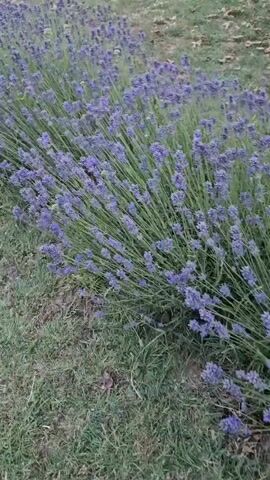The video shows a close-up, slightly shaky view of a row of blooming lavender plants. The lavender is a vibrant purple and the plants are tall and lush, with many flowering spikes. The plants are growing along the edge of a grassy area. The lighting suggests it is daytime. No people or animals are visible.