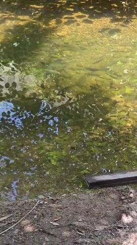 A close-up, medium shot captures a shallow body of water. The water is clear, revealing a rocky and somewhat mossy bottom. Sunlight filters through the leaves of unseen trees, dappling the water's surface with shifting patterns of light and shadow. A dark wooden plank is positioned horizontally along the edge of the water, partially submerged. The water's edge is composed of sandy soil and fallen leaves. The camera remains stationary, providing a static view of the tranquil scene.