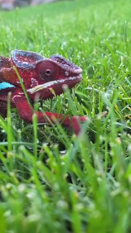 A close-up shot shows a red and blue chameleon walking through green grass. The chameleon's head and front body are in focus, while the grass in the foreground is blurred. The camera follows the chameleon as it moves through the grass.