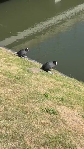 Two black coots with white beaks stand on a grassy embankment next to a canal. The canal water is murky green and reflects the sky and surrounding structures. Lily pads dot the surface of the water further into the scene. A white houseboat with tall green reeds growing behind it is visible along the canal bank. The scene is bathed in bright sunlight, suggesting a clear day, likely midday given the strong shadows. The coots appear calm as they stand near the water's edge. There is no visible text in the media. The setting appears to be a peaceful canal-side environment.