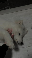 Person pets relaxed Samoyed dog on floor in Chaikovsky