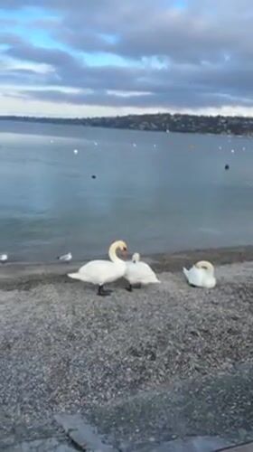Swans, seagulls gather at Geneva lakefront during overcast afternoon