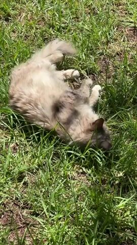 The video shows a long-haired cat lying on its back in a patch of green grass. The cat's fur is a mix of light brown and white. It appears to be playing or relaxing in the grass. The sunlight casts shadows on the cat and the grass, indicating it is daytime and outdoors. The camera is positioned above and to the side of the cat, capturing its playful posture. The grass is lush and appears to be freshly grown. The background is blurred, focusing all attention on the cat.
