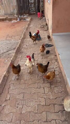 The video shows a group of chickens and roosters on a brick pathway. There are several brown chickens and two roosters, one white and one with brown and black feathers. The chickens are standing and walking around on the pathway, which is bordered by a sandy area on one side and a building on the other. There are also a pair of sandals on the pathway.  A small chick is seen briefly in the background. The lighting suggests it is daytime.
