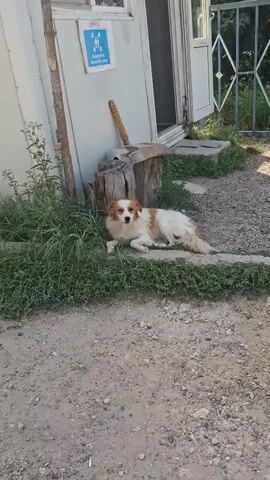 A white and tan dog is lying on the grass next to a gray building. The dog is looking towards the camera. The building has a white door and a blue sign with white figures on it. To the right of the building is a metal fence. The ground is covered in gravel and dirt. There is a wooden stump and a long, thin object leaning against the building. The dog shifts its position slightly.