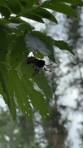 A close-up, low-angle shot focuses on green leaves of a plant. A spider is partially visible clinging to the underside of a leaf. The background is blurred, showing a bokeh effect of green foliage and possibly tree trunks. The lighting appears to be natural daylight, possibly overcast.