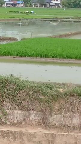 A rice paddy is shown with lush green rice shoots growing in some sections. A small, two-wheeled tractor is partially submerged in the muddy water of the paddy, appearing to be in operation. In the background, a person can be seen walking across the field, and several buildings with roofs are visible amidst trees. The scene appears to be an agricultural setting in a rural area.