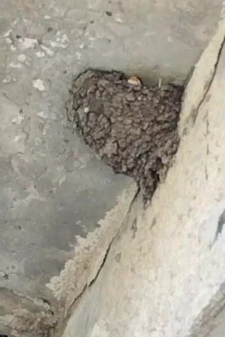 The media file shows a close-up view of a bird's nest constructed from mud. The nest is attached to a concrete or stone surface, likely an overhang or ceiling, indicated by the textured, gray material surrounding it. The nest itself is a rough, rounded structure made of small, clumped particles of mud, with some lighter-colored inclusions, possibly pebbles or dried organic matter. A small, light-colored object, possibly an egg or a pebble, is visible on the surface of the nest.

The setting appears to be outdoors, given the natural construction of the nest and the rough, weathered appearance of the surrounding surface. There are no people visible in the media file. The lighting suggests it could be daytime, but no specific time of day can be determined. The weather is also not discernible.

The image is somewhat blurry, but the focus is clearly on the nest. The surrounding material shows some signs of weathering or mineral deposits, with white, crystalline formations visible along the edges where the nest is attached. A dark, narrow crack runs diagonally through the concrete surface beneath the nest. No text is visible in the media file. The overall impression is of a natural scene, focusing on the dwelling of a bird.