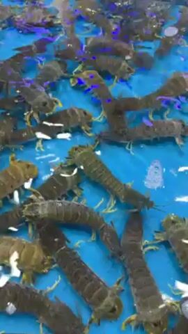 A large number of mantis shrimp are visible in a blue tank filled with water. The shrimp are various shades of brown and tan, and they are moving slowly. Some of them are upside down. The water is clear and there are a few white, indistinct reflections on the surface. The tank itself appears to be made of a smooth, possibly plastic material.