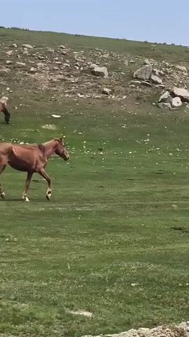 A brown mare and her light-colored foal walk across a vast, green grassy field under a clear blue sky. The mare leads, moving from left to right across the frame in a steady trot, while the foal follows closely behind, keeping pace. The field is dotted with small white wildflowers or clover. In the background, a gently sloping hillside covered in grass and scattered rocks rises, suggesting a mountainous or elevated terrain. The weather is bright and sunny, indicating it is daytime, likely morning or afternoon. The scene depicts a tranquil moment in a natural, pastoral setting, consistent with the provided location context of Semenovka, Kyrgyzstan.