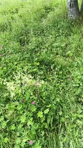 A person wearing a hat and a dark jacket walks away from the camera through a grassy field with some trees. The person is carrying a green bag. The video is shaky and the person is walking towards the left side of the frame.