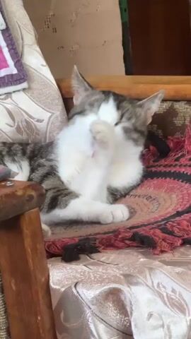 A cat is sitting in a chair, grooming itself. The cat is light brown and white. It is sitting on a colorful rug on an upholstered chair. It is licking its paw and rubbing it on its face. A pillow sits next to it on the chair. The wall behind it is painted in neutral colors. Part of a green tool is seen in the background.