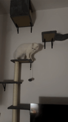 White cat plays on furniture in Arzberg home