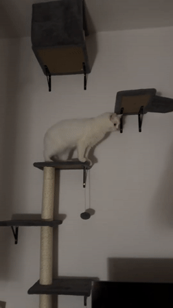 White cat plays on furniture in Arzberg home