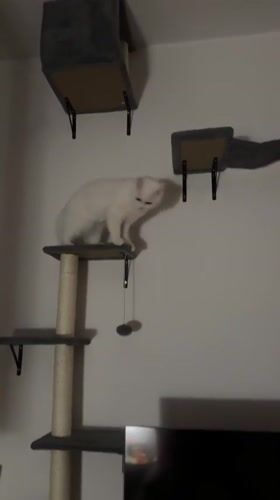 White cat plays on furniture in Arzberg home