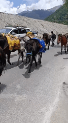 Pack horse journey through mountain villages in northern India