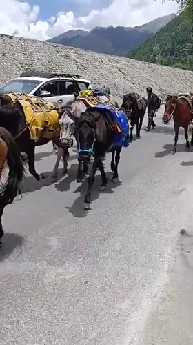 Pack horse journey through mountain villages in northern India