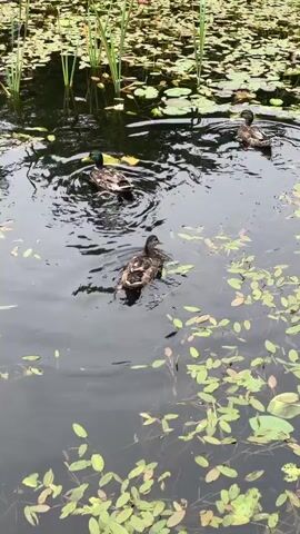 Three ducks are swimming in a pond. The ducks are in the center of the frame. The water is dark and reflects the trees and sky. There are lily pads and reeds in the water. One of the ducks has a green head. The other two ducks are brown. The ducks are swimming in a circular motion.