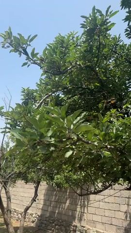 A handheld video captures a view of trees with green leaves against a bright blue sky. In the foreground, a brick wall runs horizontally, and a pile of stones is visible at its base. The camera pans slightly, showing more trees and vegetation. The overall scene appears to be an outdoor environment, possibly a garden or yard, on a sunny day.