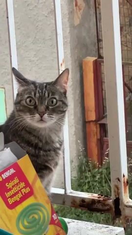 A tabby cat with wide green eyes is looking directly at the camera. It is positioned behind a white metal railing. To the left of the cat, a portion of a yellow and red box is visible, with the text "BENGAL Spirali Insecticide Bengal Plus" printed on it. The background shows a textured wall and some green foliage. The lighting suggests an outdoor setting during the daytime.
