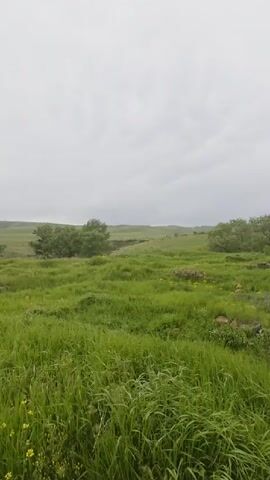 The video shows a wide shot of a green, hilly landscape under an overcast sky. In the foreground, tall grass with some yellow wildflowers is dominant. Further back, a few trees are scattered across the rolling hills. In the middle distance, there appears to be a slight depression or ravine. Towards the far background, several yurt-like structures are visible in a cluster. The terrain is natural and appears somewhat wild, with a paved path visible on the left side of the frame in the latter half of the video.