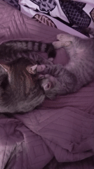 Two kittens play together on bedspread in Baksan