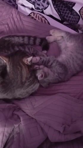Two kittens play together on bedspread in Baksan
