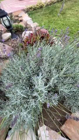 The video shows a garden bed with lavender and other plants, surrounded by rocks and a stone pathway. A house with a porch and steps is visible in the background. The camera pans across the garden, showing different views of the plants and landscaping.