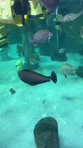 The video shows an aquarium tank filled with clear turquoise water. The sandy bottom is visible, with some rock formations and a log. Several fish are swimming in the tank, including a dark-colored fish with a yellow tail, a larger silver fish with striped markings, and smaller silver and dark-colored fish. In the background, a large structure resembling a yellow and black bee, made of LEGO bricks, is attached to a pillar. The light source appears to be from above, creating reflections on the water's surface. The camera is positioned at eye level with the fish, moving slightly to capture the scene.