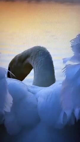 A close-up shot of a white swan with its wings spread. The swan's head is bent down, and its beak is visible. The background is a soft focus of orange and blue hues, suggesting either a sunrise or sunset over water. The swan's feathers are ruffled and appear very soft and full. There is a slight mist or fog visible on the water in the background. The video is very short, lasting only a few seconds.