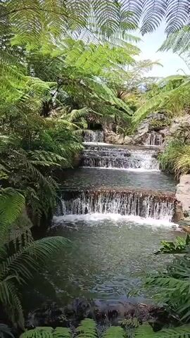 A tranquil multi-tiered waterfall flows through a lush, verdant environment. The water cascades over several rock ledges, creating a gentle, rhythmic sound. Lush green ferns and tropical foliage surround the waterfall, creating a serene and natural atmosphere. The sunlight filters through the leaves, casting dappled shadows on the water and rocks. The scene is peaceful and inviting, evoking a sense of calm and natural beauty.