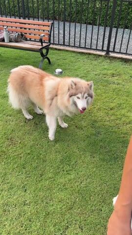 In a brief outdoor video set on a grassy lawn, a light brown and white husky with a red tag stands in the foreground, tongue out. The dog then walks out of view. The scene transitions to a wider shot of the lawn where other dogs are visible near a black metal fence. A woman stands behind the fence, observing the dogs. The dogs interact with each other near the fence. A bench with bags on it is visible in the background. The overall environment suggests a dog park or similar enclosed area.