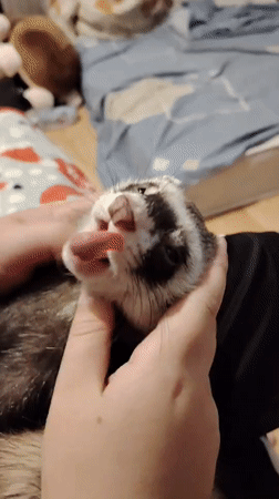 Ferret yawns during a gentle cuddle session in Kyiv