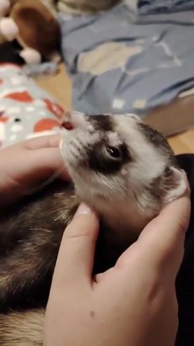 Ferret yawns during a gentle cuddle session in Kyiv
