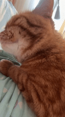 Orange tabby cat resting on striped blanket in Vologda